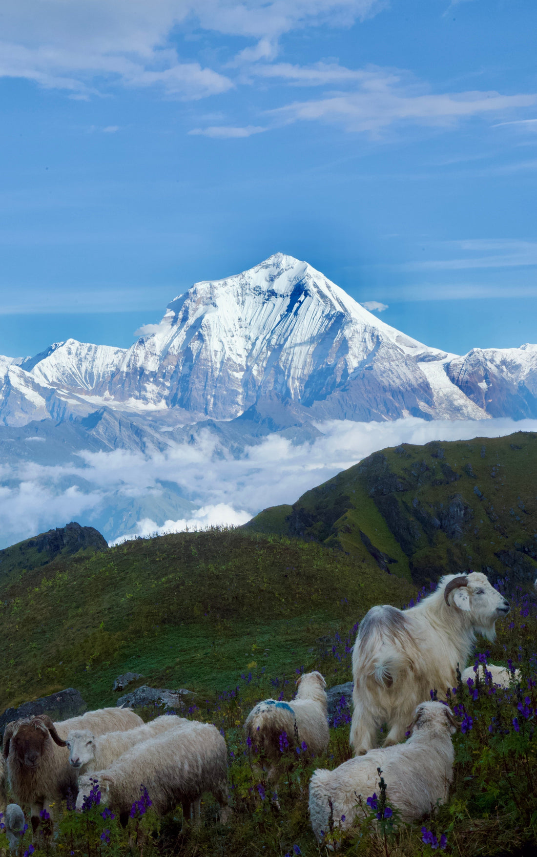 Our Journey - From the Himalayas to France.