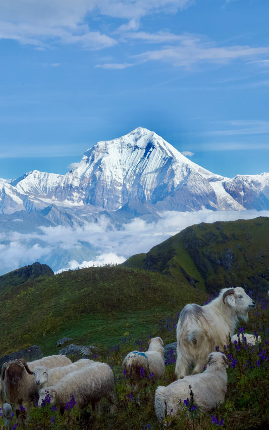 Our Journey - From the Himalayas to France.